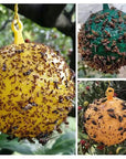 Sticky Fruit Fly Traps β Bug Ball