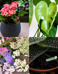 Plant Growth Food Sticks Pack Of 30